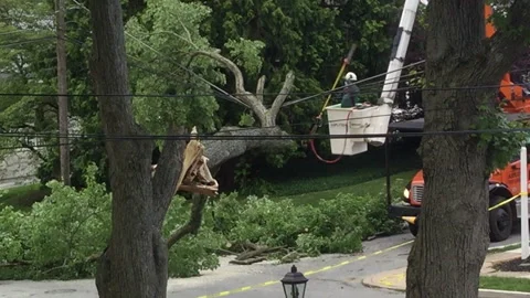Utility Worker Cutting Tree Limbs Stock Footage 131991734