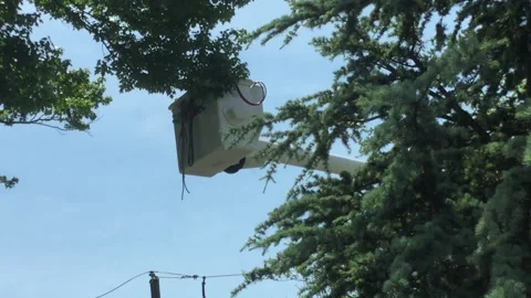 Utility Worker Seen through Tree Branches Stock Footage 131991508