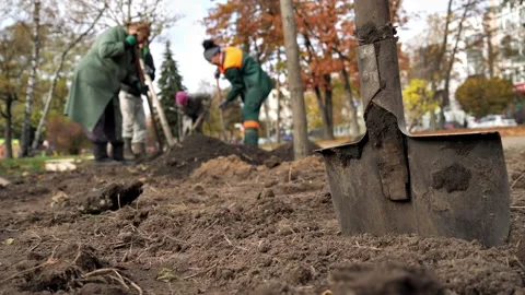 Utility workers plant new trees before winter Stock-Footage 220610707
