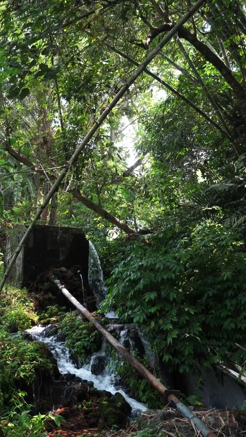 Utilization of water sources in the forest Stock Footage 291630974