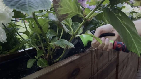 Utilizing a Hose for Watering Plants Effectively in a Residential Garden Area Stock Footage 281560032