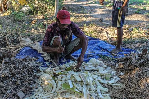 Utilizing Natural Resources: The Process of Compost Making by Farmers' Group Stock Photos