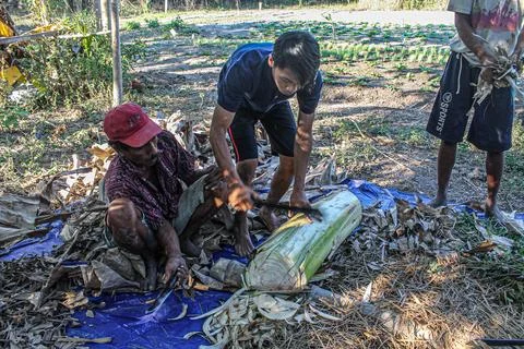 Utilizing Natural Resources: The Process of Compost Making by Farmers' Group Stock Photos