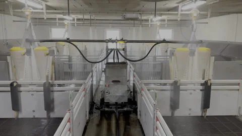 Utomated Robotic Cleaning System in Modern Pig Farm Stock-Footage 335547873