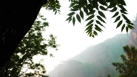 Uttarakhand Mountains Tree Himalayas Ganges River Uttarkashi Stock Footage 199499094