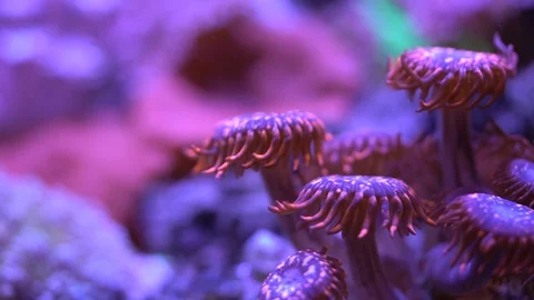 Utter chaos zoa corals Stock Footage 91476131