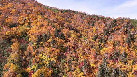 Utumn Forest Texture | Colorful Trees Pattern | Aerial - 4K Aerial Video Stock Footage 329047186