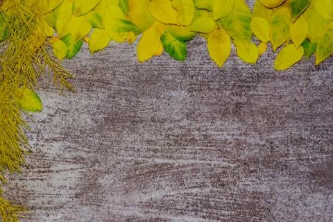 Utumn leaf selective focus on gray cement grungy background. Autumn concept w Stock Photos