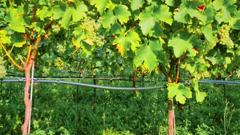 Uva4 Stock Footage 162561387