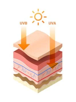 Uvb uva rays from sun penetrate into epidermis of skin cross-section of human イラスト素材