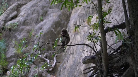 A uvenile macaque eats a fruit while sitting on a branch Video stock 74290876
