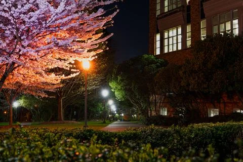 UW campus at night with Cherry Blossom Stock Photos