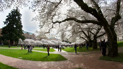 UW Quad Wide Angle Stock Footage 36595378