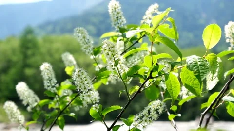 Uwamizuzakura cherry tree swaying in the wind, Kamikochi, early june Stock Footage 325644053