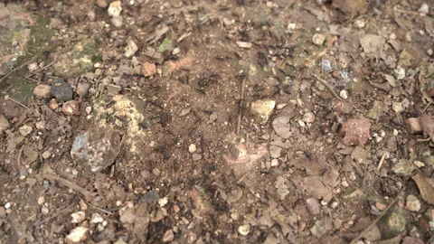 Uxmal Black Ants anthill moving Stock Footage 230208738