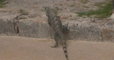 Uxmal Lizard compilation Video stock 211431609