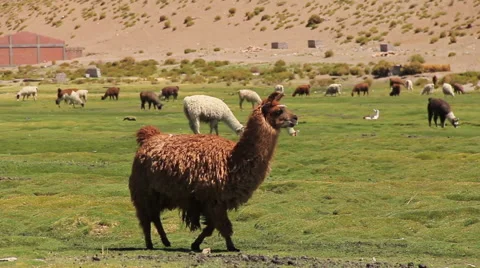 UYUNI LLAMA Stock Footage 39987191