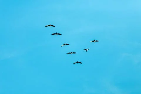 V formation of birds Stock Photos