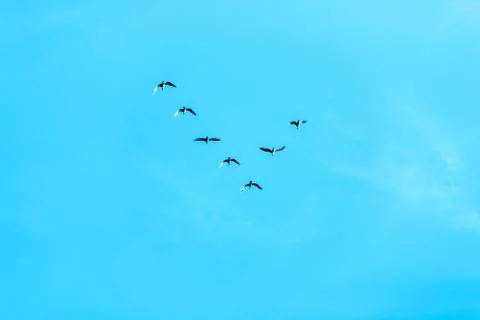 V formation of birds Stock Photos