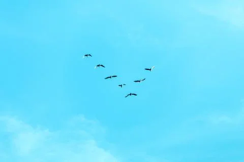 V formation of birds Stock Photos