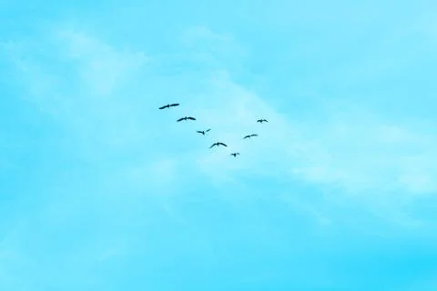 V formation of birds Stock Photos