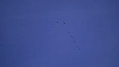 V-formation of Canada Stock Video Pond5