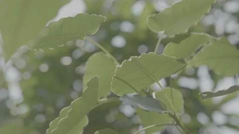(V-Log) Leaf Leaves Tree Waving in Subtle Winds in slow motion Stock Footage 213185311