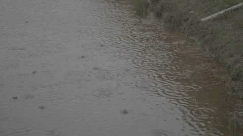 (V-LOG) Pouring Rain Drops on Swamp Pond Water near Land Pier River Lake Stock Footage 255919706