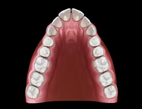 V-shape tapered arch form of maxilla. Stock Illustration