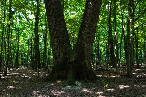 A v shape tree Stock Photos