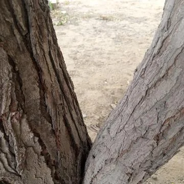 V shaped fork in thick tree trunk featuring deep rough bark texture ground Stock-Fotos