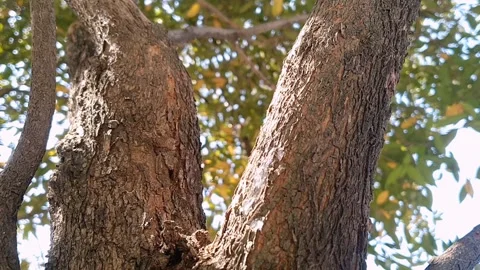 V Shaped Red Leaf Tree Branch in Nature Stock Footage 340496004