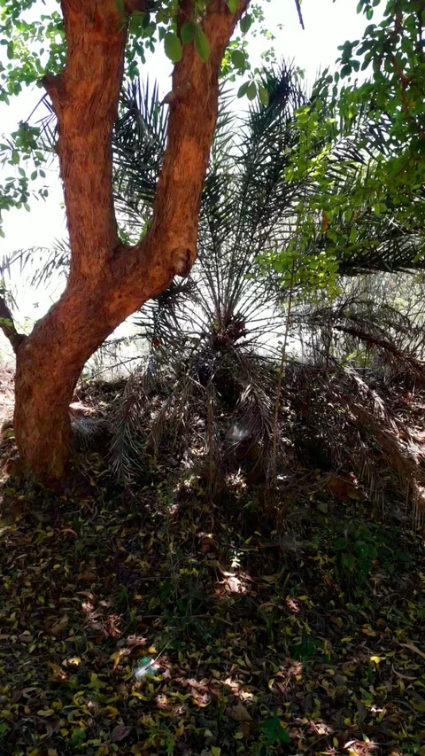 V - shaped tree Stock Footage 127635732