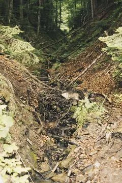 V shaped valley inside of a forest Stock Photos