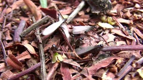 V08449 Termites queens emerging from ground with wings macro close-up Stock Footage 47598215