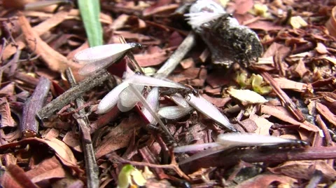 V08450 Termites queens emerging from ground with wings macro close-up Stock Footage 47597953