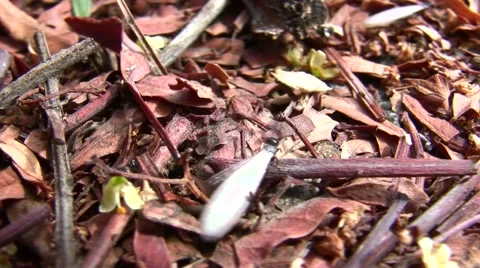 V08451 Termites queens emerging from ground with wings macro close-up Stock Footage 47598225