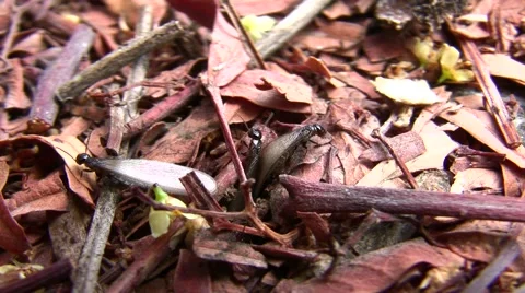 V08452 Termites queens emerging from ground with wings macro close-up Stock Footage 47598262