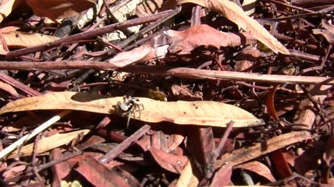 V08457 Jumping Spider catching termite (excellent) Stock Footage 47598205