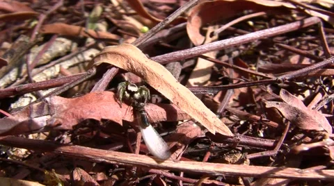 V08458 Jumping Spider feeding on termite Stock Footage 47598138
