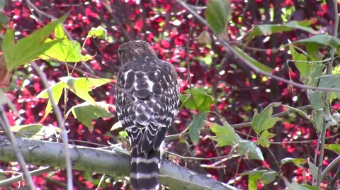 V08538 Cooper's Hawk back view, hunting Stock Footage 47598981
