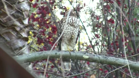 V08545 Cooper's Hawk Good - one foot disappears into belly feathers Stock Footage 47621518