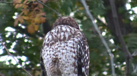 V08552 Cooper's Hawk Nice! ease out and stretch Stock Footage 47621544