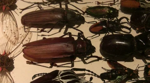 V09481 2011 LANHM Insect Fair Assorted beetle and bug case ease out Stock Footage 47598863