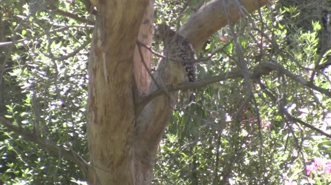 V09673 Squirrel harrassing Coopers Hawk in Tree Stock Footage 47603052
