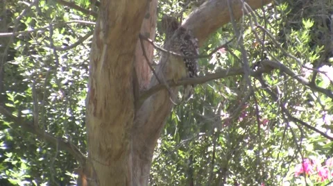 V09674 Squirrel harrassing Coopers Hawk in Tree Stock Footage 47603033