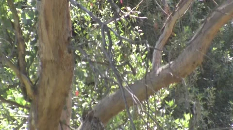 V09675 Squirrel harrassing Coopers Hawk in Tree Stock Footage 47602797