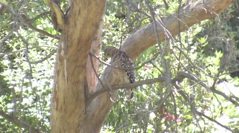 V09676 Squirrel harrassing Coopers Hawk in Tree Stock Footage 47603005