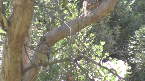 V09677 Squirrel harrassing Coopers Hawk in Tree Video stock 47602902
