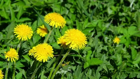 V1-0001 dandelion00200332 Stock Footage 333961769